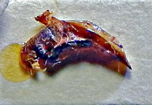 Percus patruelis